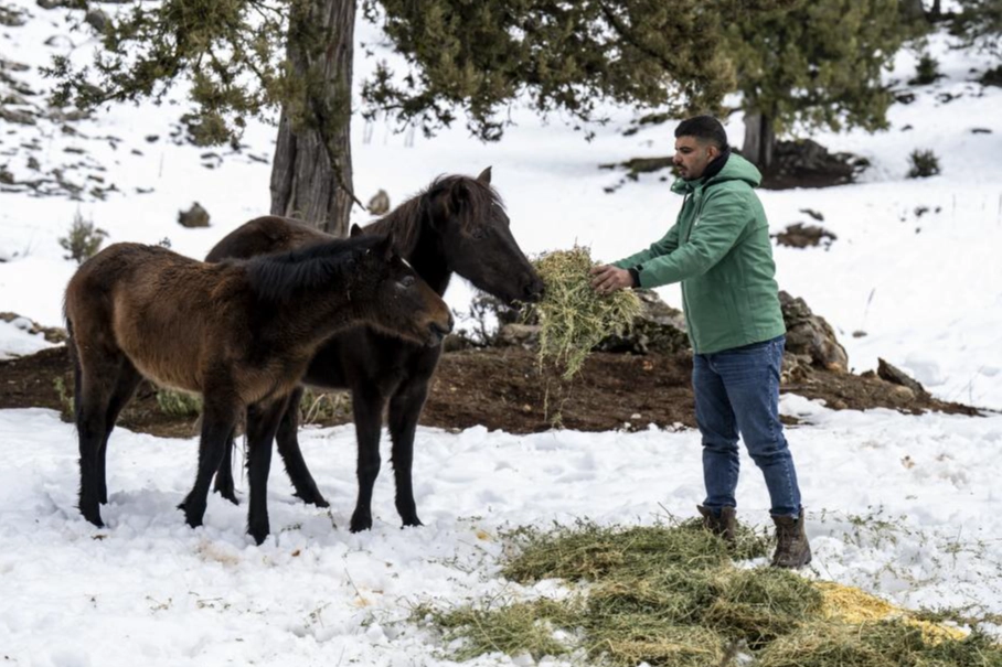 Mersin&rsquo;de yılkı atlarına kış desteği