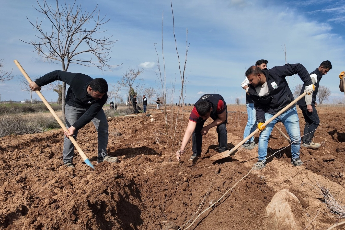 20 bin &ccedil;ınar Şanlıurfa i&ccedil;in hazırlanıyor