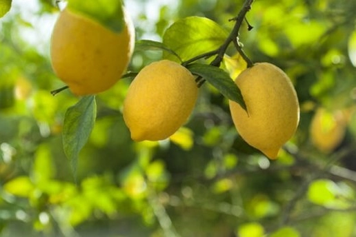 Limon ithalatına kapı a&ccedil;ıldı! Limonda 'g&uuml;mr&uuml;k' y&uuml;zde 10'a d&uuml;ş&uuml;r&uuml;ld&uuml;