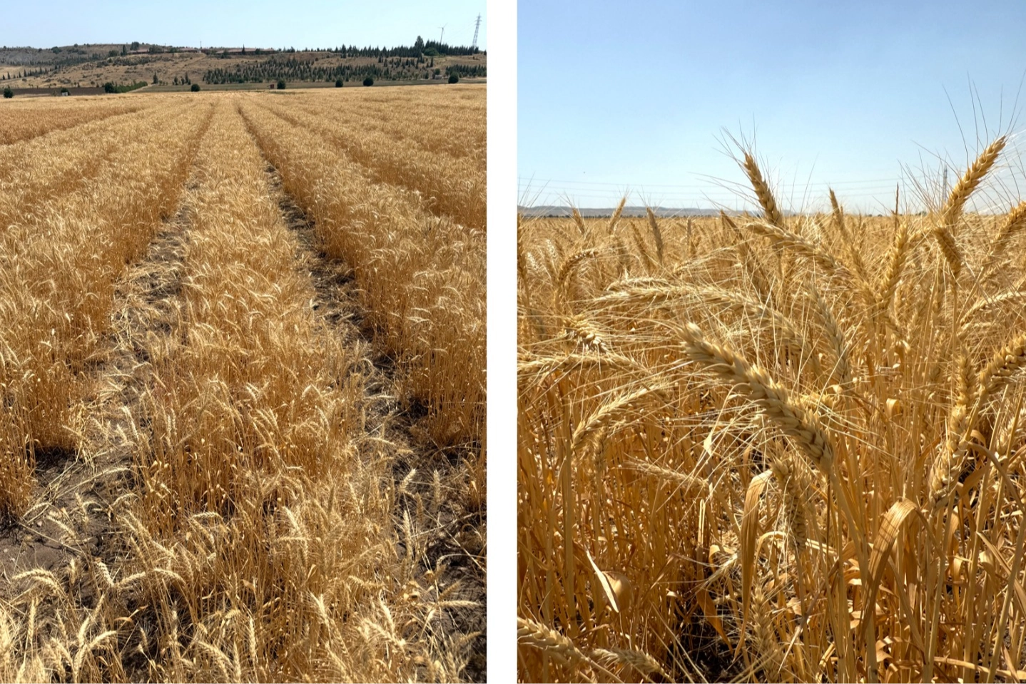 Bisk&uuml;vilik buğday &uuml;retimi başladı