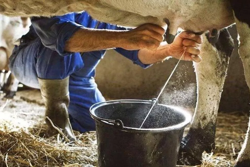 Ticari s&uuml;t toplama arttı, i&ccedil;me s&uuml;t&uuml; &uuml;retimi geriledi