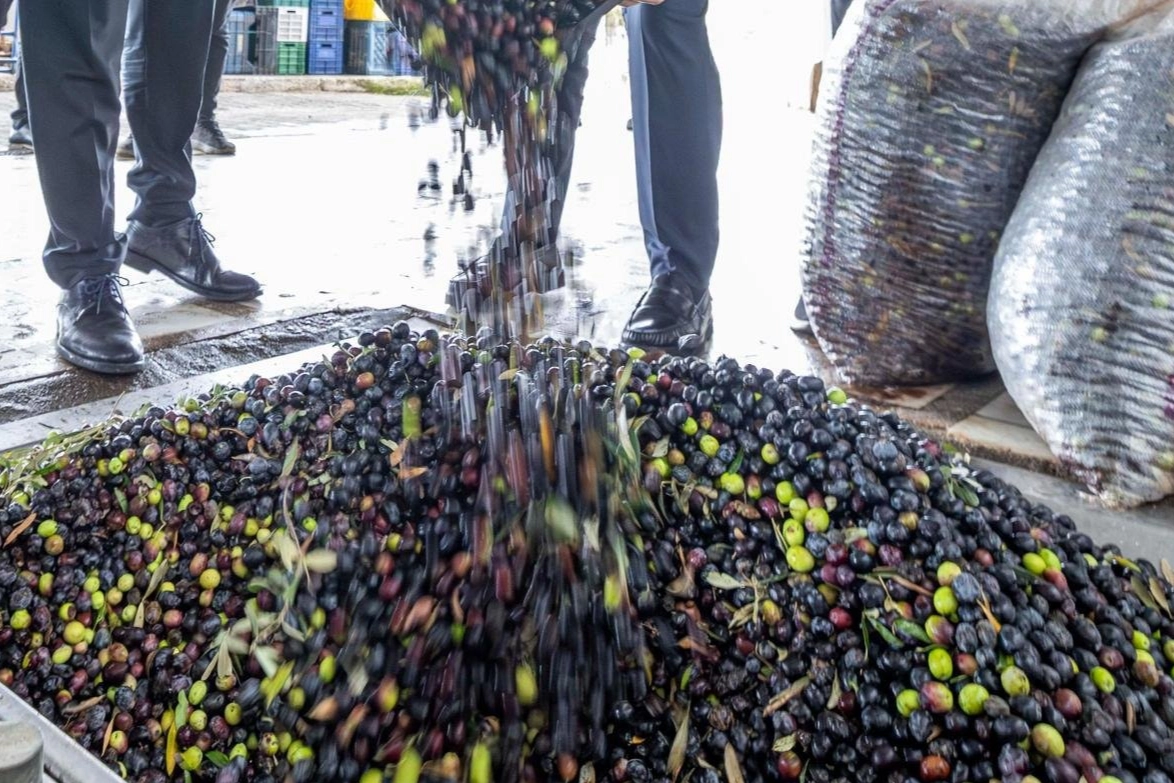 İzmir zeytini i&ccedil;in dev adım... Zeytin ve zeytinyağı markalaşma yolunda