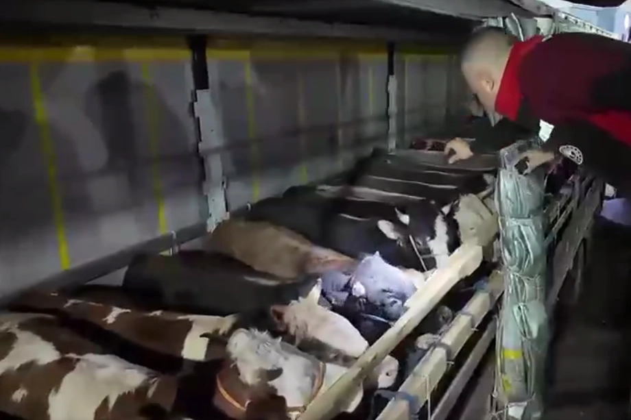 Kurban Bayramı &ouml;ncesi canlı hayvan kontrol&uuml;ne sıkı denetim