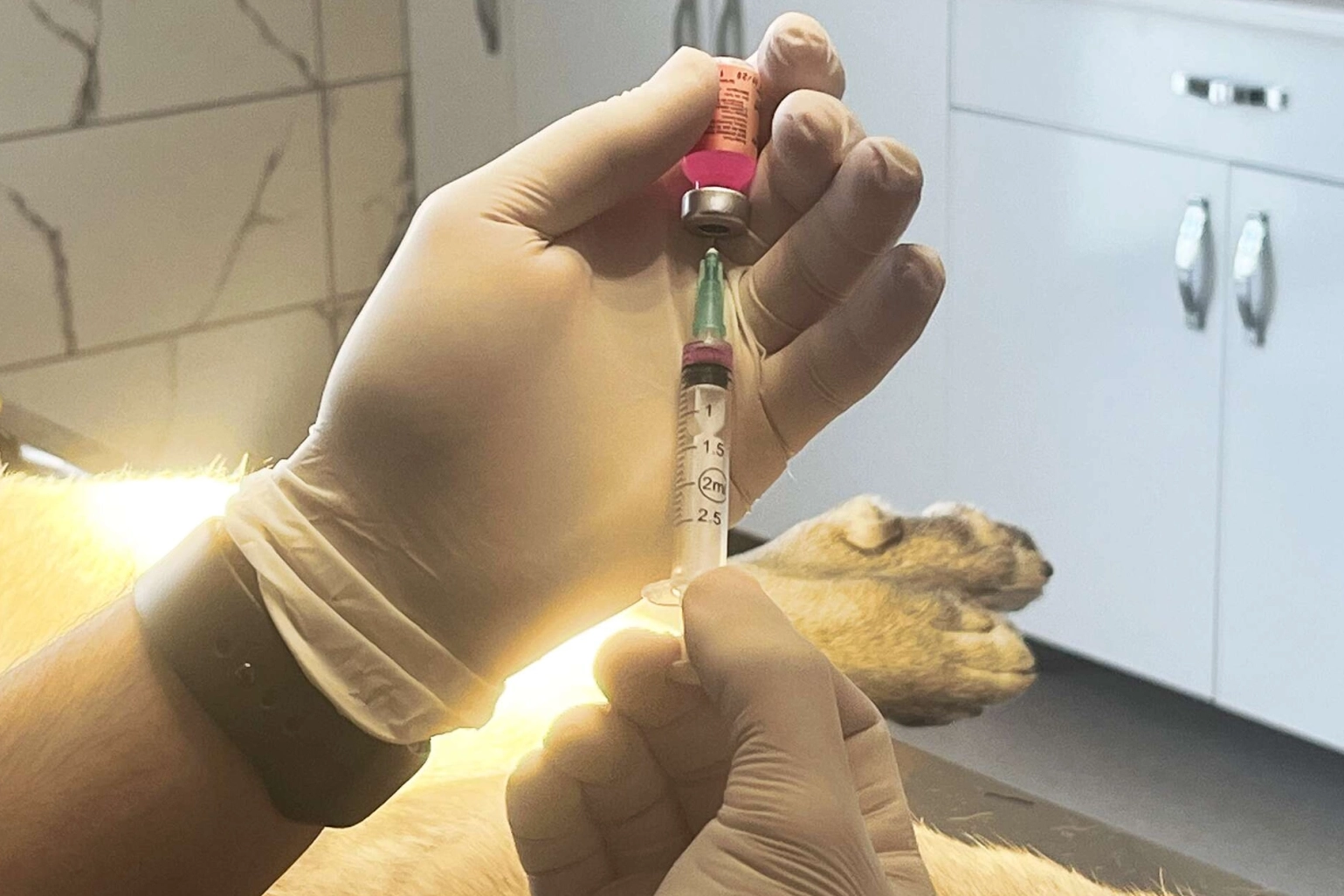 İstanbul Valiliği: Kentte son kuduz vakası 19 yıl &ouml;nce g&ouml;r&uuml;ld&uuml;