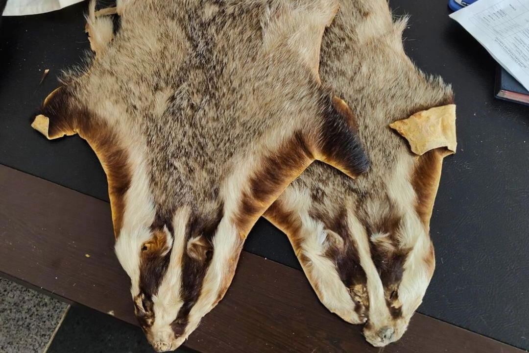 Kilis&rsquo;te Suriye&rsquo;den T&uuml;rkiye&rsquo;ye getirilen 5 hayvan postu bulundu