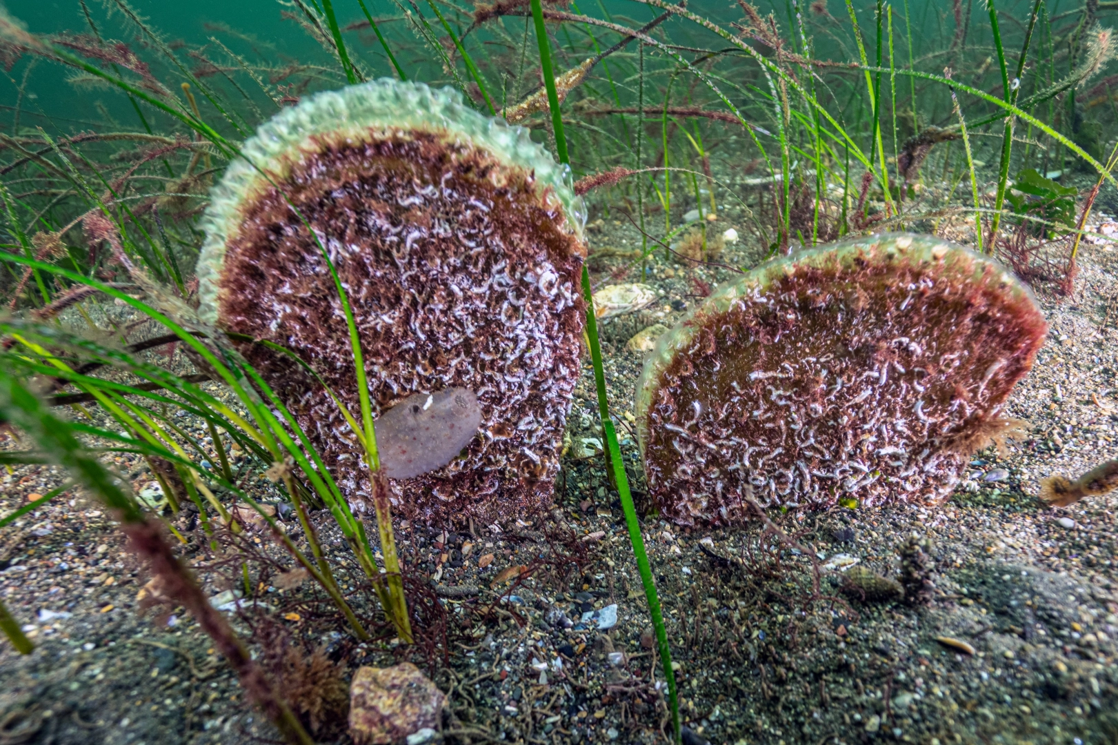Marmara&rsquo;dan umut veren keşif! Eskihisar Kalesi dibinde pina pop&uuml;lasyonu