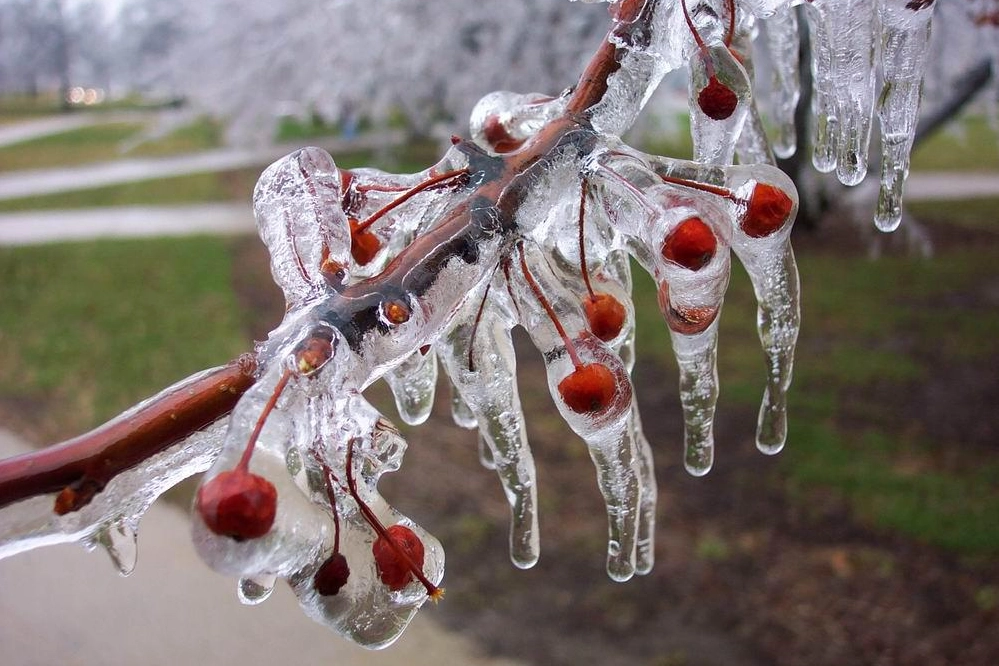 Uzmanlar uyarıyor: Meyve bah&ccedil;elerinde don riski i&ccedil;in mikro-sprinkler &ccedil;&ouml;z&uuml;mleri &ouml;ne &ccedil;ıkıyor
