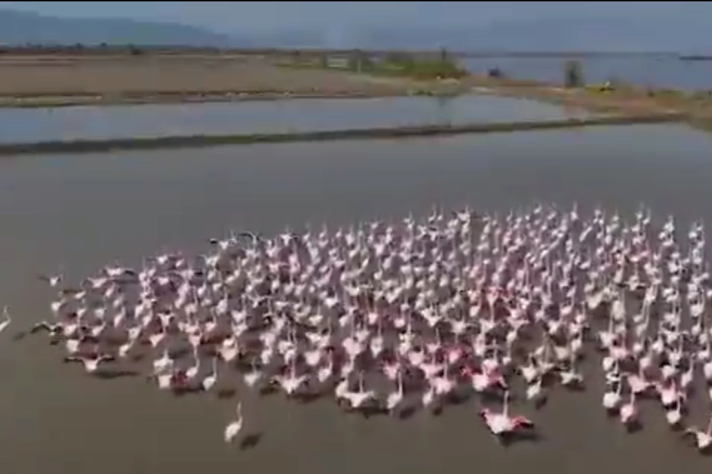 Aydın S&ouml;ke&rsquo;de flamingolar ve yaban kuşları i&ccedil;in doğaya yardım